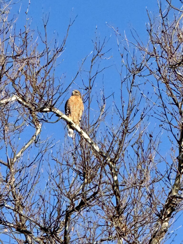 hawk cycling