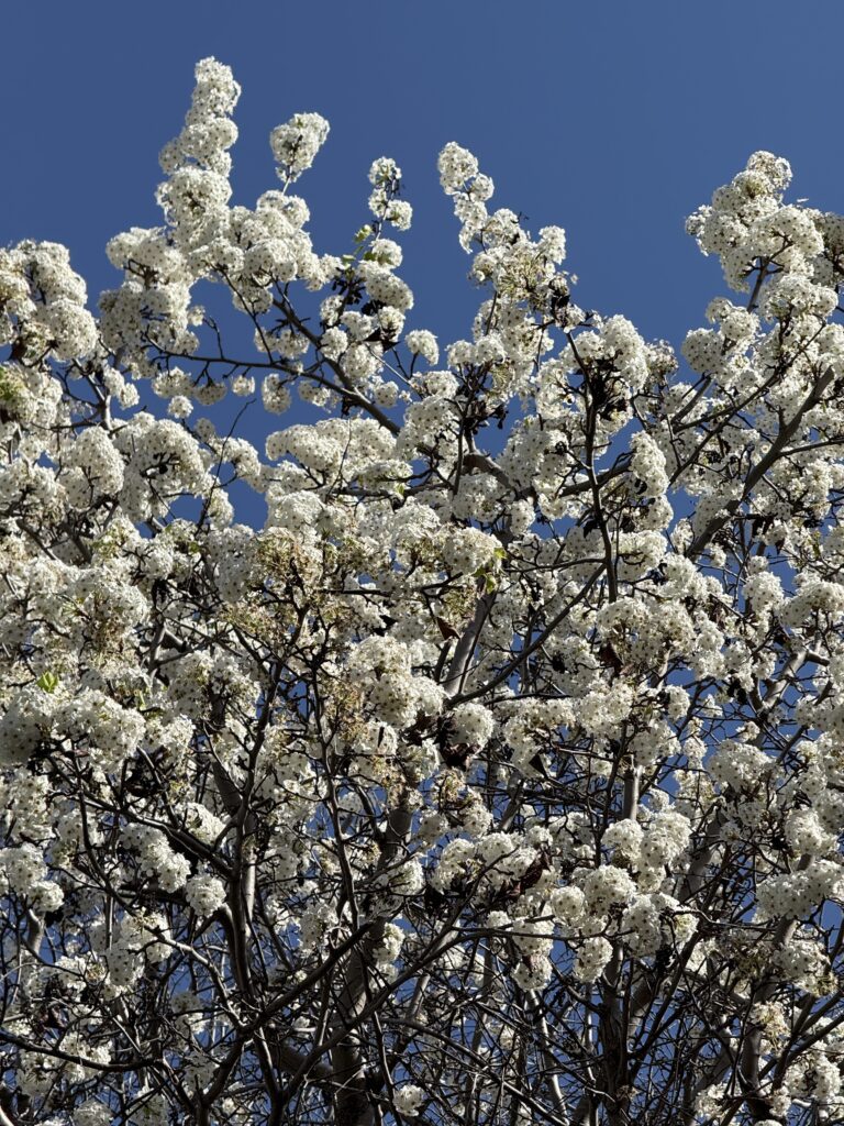 cycling tree flowers