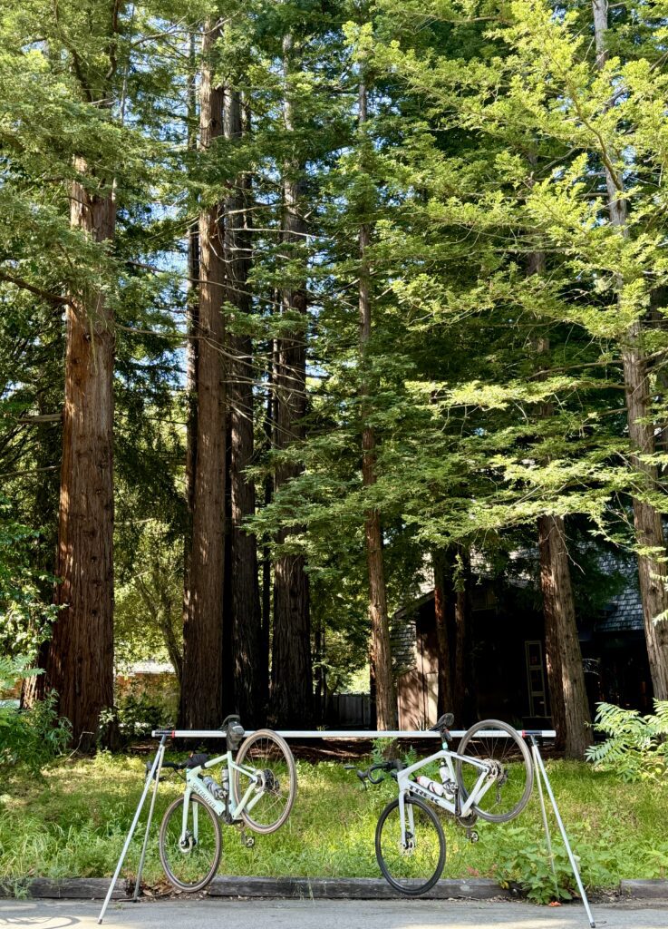 two bikes hang under towering redwood trees